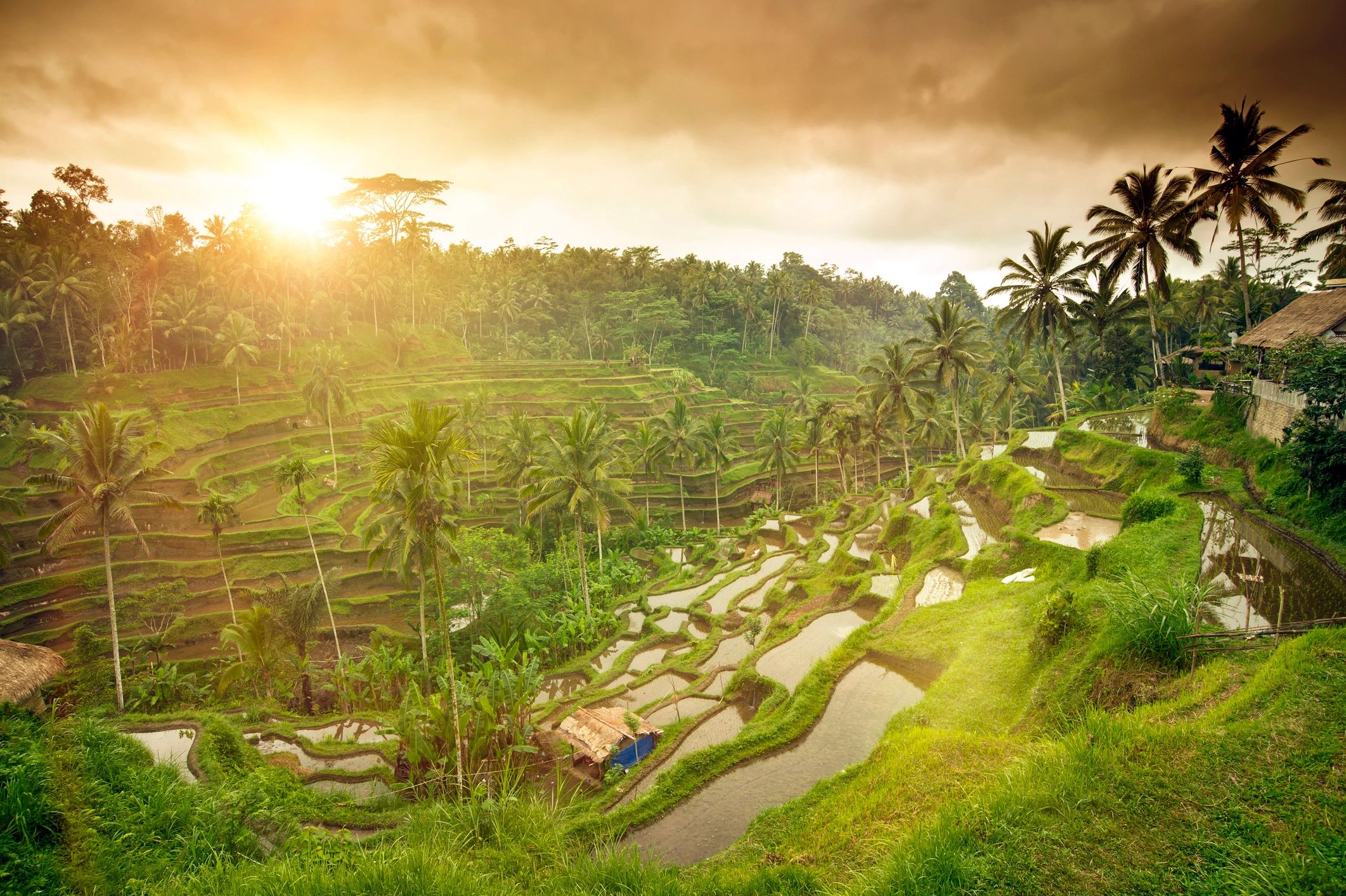 Rice terraces in Ubud Bali