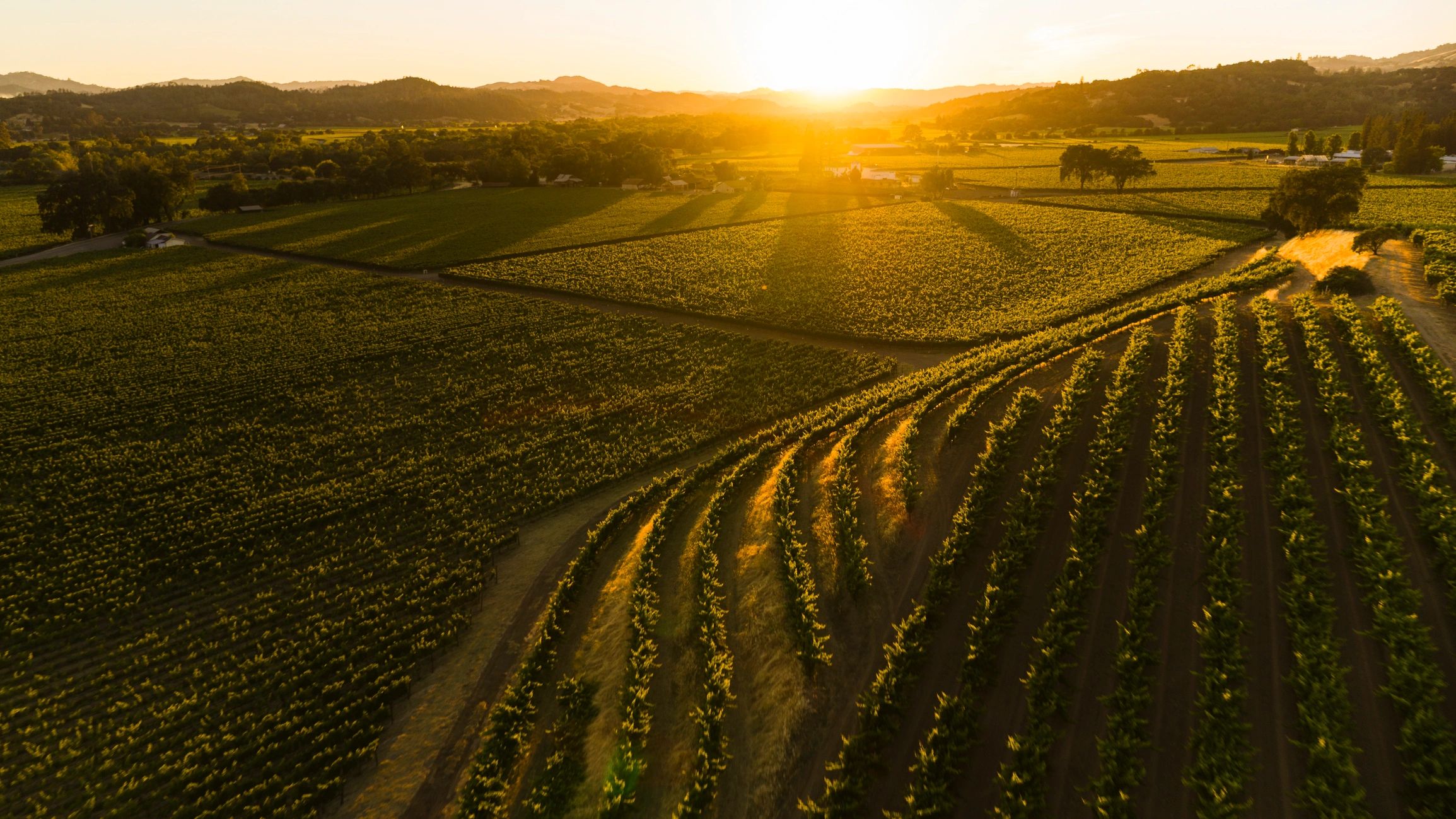 Scenic vineyard and hillside landscape for Georgia travel inspiration